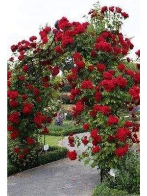 Kırmızı Sarmaşık Gül Fidanı Kokulu (Tüplü = 100-130 Cm)