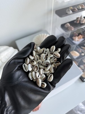 160 Adet Deniz Kabugu/kesik Anullus/tazı Boncugu / 1-2 cm