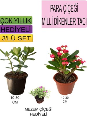 Avantajlı Ürünler 3'lü Set Para Çiçeği Kırmızı Milli Dikenler Tacı Mezem Çiçeği