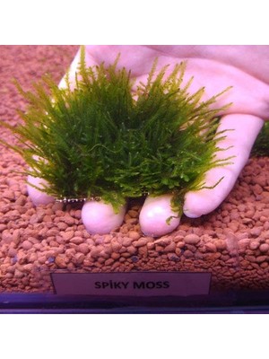 Spiky Moss Tele Sarılı 5X5CM Yeni Sarım Canlı Bitki