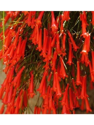 Gardenbox Kırmızı Mercan Çiçeği (Russelia Equisetiformis)