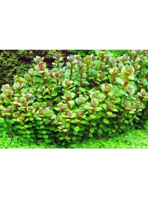 Burada Bulabilirsin Rotala Sp Bonsai Saksı Canlı Bitki