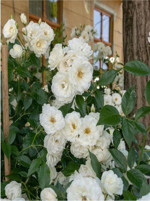 Burada Bulabilirsin Videolu Chopin Beyaz Gül Fidanı 1 Adet Saksılı/tüplü 10-15 cm Bahçe Bitkisi (White Rose)