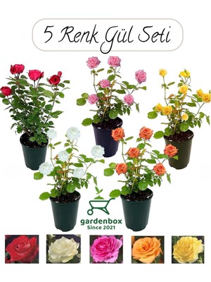 Burada Bulabilirsin Nura Botanik Bahçe Gülü Seti, 5 Adet, Kokulu Yediveren Gül, Kırmızı+Pembe+Sarı+Beyaz+Turuncu, 30-50 cm