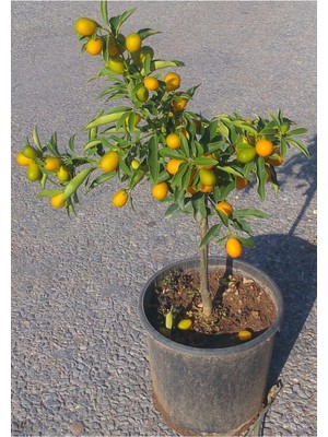 Burada Bulabilirsin Gardenbox Kamkat Fidanı Saksılı, 3.5 Yaş, 60-90 Cm, Bol Verimli