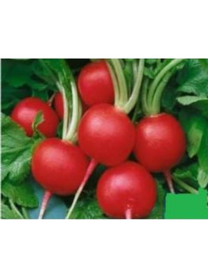 Myg Plus Aksel Turp Ufak Tohumu - 10 Gram
