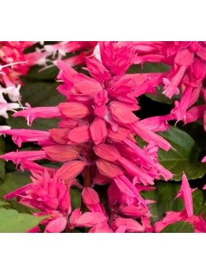 Myg Plus Pembe Ateş Çiçeği - Salvia F1 Tohumu - 30 Adet