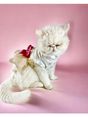 Myg Plus Tütülü Kedi Elbisesi, Creamy Fuschia Renk, Şık Tasarım