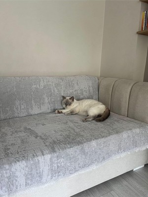 Koltuk Örtüsü Pamuk Gri 190 x 220