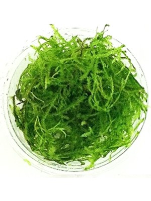 Pratik Ev Vesicularia Dubyana Java Moss Canlı Bitki Kupu