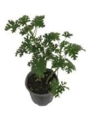 Pratik Ev Gül Kokulu Pembe Sardunya, 15-25 Cm, Pelargonium Graveolens