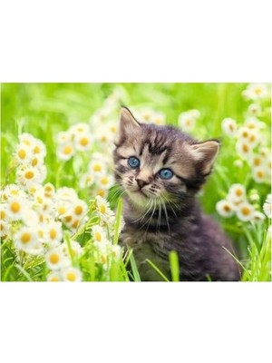 Prime 500P Puzzle Kedi Foto, Yapboz