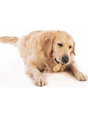 Prime Greenbo Köpekler Için Oyuncak (L)