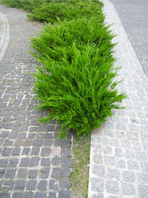 Nura Botanik Limon Çamı Limoni Servi, 50-60 Cm, 1 Adet Saksılı Dış Mekan Ağacı, Cupressus Macrocarpa