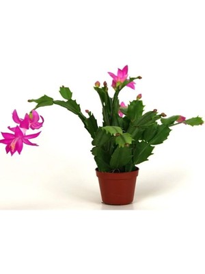 Gardenbox Yılbaşı Çiçeği Fidanı, 5-25CM Saksılı, Pembe Çiçekli, Christmas Flower