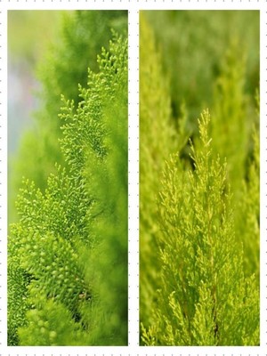 Nura Botanik Salon Çamı Limoni Servi, 30-40 Cm, Saksılı, Dış Mekan Ağacı