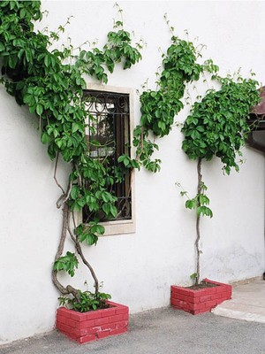 Gardenbox Büyük Yapraklı Duvar Sarmaşığı, 50-60 Cm, Çok Renkli, 1 Adet Saksıda