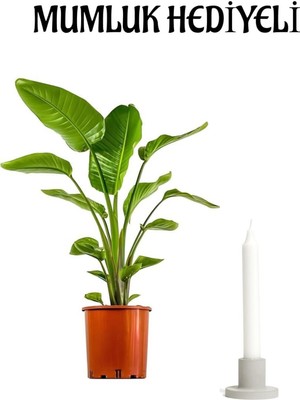 Nura Botanik Starliçe Cennet Çiçeği (Strelitzia) Bitkisi, Mumluk Hediyeli