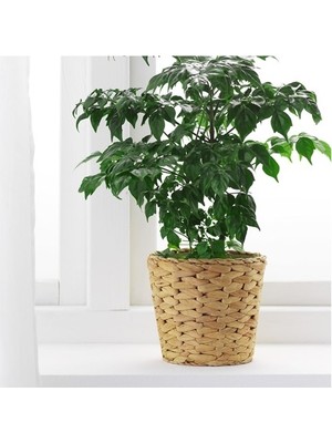 IKEA Frıdfull Hasır Örgü Saksı 12 cm Kahverengi Ayaksız Modern Tasarım Dekoratif