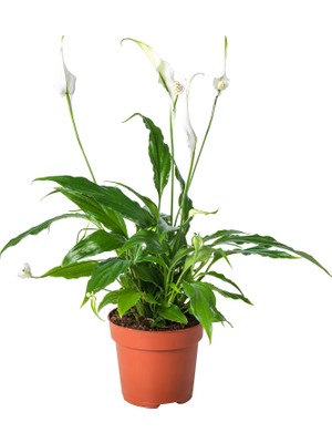 Peyzaj Burada Spathiphyllum Wallisii Bebek Barış Çiçeği Canlı Bitki Sağlıklı Formda