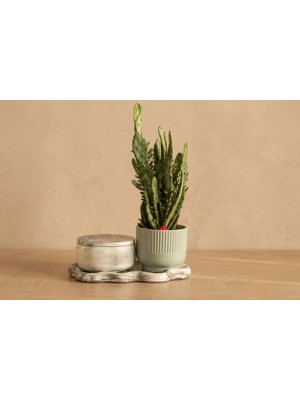 Giselle Mint Ribbed & Opuntia Cactus Set Candle