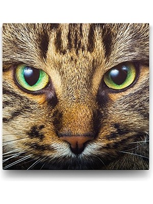 Ertürk Store Tekir Kedi Görselli Duvar Tablosu 100X100 cm