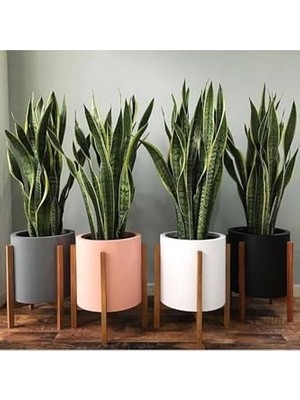 Sansevieria Paşa Kılıcı Peygamber Kılıcı Canlı Iç Mekan Bitkisi