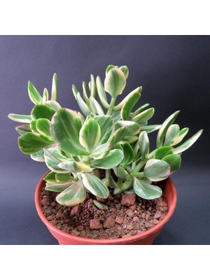 Nura Botanik Crassula Ovata Variegata (Para Ağacı) Jade Plant, 5.5cm Saksı, Yeşil-Krem-Sarı-Pembe