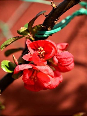 Bahar Dalı (Japanese Quince) Bol Çiçekli Süs Bitkisi Aşılı Meyve Fidanı