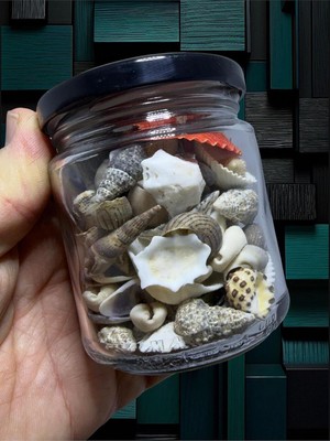 Tr Dekoratif Gerçek Deniz Kabuğu Seti, 100GR, Orta Boy, Çok Renkli