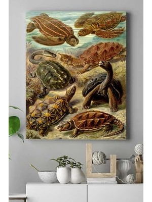 Ertürk Store PSTER16445 Kaplumbağa Hayvan Kanvas Tablo 40 x 60