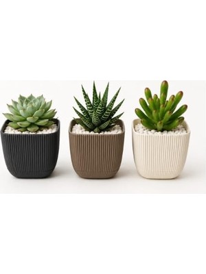 Ahes 3'lü Mercan Kare Sukulent Saksısı, Çok Renkli, Plastik, 8,2x8,2x7,1 cm