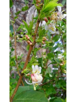 Odea Kış Hanımeli Fidanı, Lonicera Fragrantissima, 20 cm ve Üzeri, Yaprak Döken, Limon Kokulu Çiçekli, 1-3 Metre Büyüme Potansiyelli