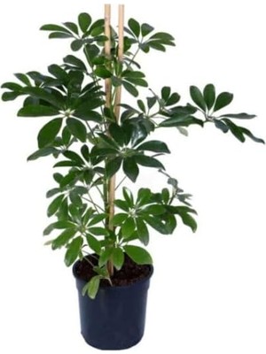 Mythriva Bitkidunyam Şeflera – Schefflera Arboricola Nora Yeşil Iç Mekan 60-80 cm