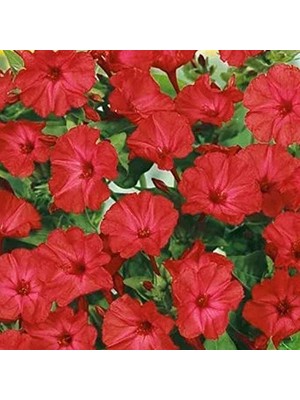 Odea Bright Red Akşam Sefası Çiçeği Tohumu(20 Tohum)