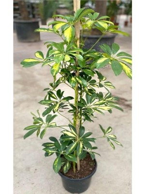 Odea Videolu Tek Dal Alacalı Şeflera Çiçeği(Beş Parmak) Bitkisi 60-80 cm Saksılı Iç Mekan Schefflera