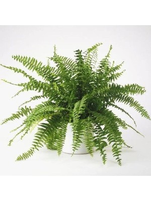 Odea Çok Avantajlı Serada Decor&plant Aşk Merdiveni Fujer Nephrolepis Makrome Saksıda Ev Bitkisi Ofis
