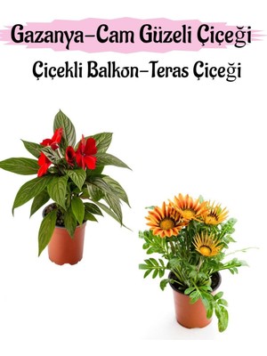 Odea Kırmızı Renk Cam Güzeli 1 Adet+Turuncu Sarı Renk Gazanya Çiçeği 1 Adet Saksılı 10-20CM, BTS0101NA1361