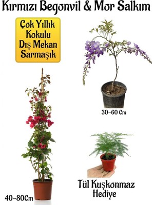 Odea Kırmızı Begonvil Çiçeği+Mor Salkım Ağacı Fidanı Tül Kuşkonmaz Hediyeli Bahçe Peyzaj Seti, BTS01NA0063