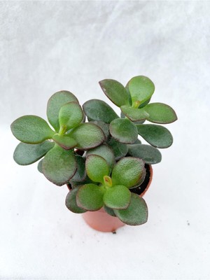 Odea Serada Decor & Plant Crassula Ovata Sukulent Para Ağacı Şans Bitkisi, 5.5 cm Saksıda, Yeşil