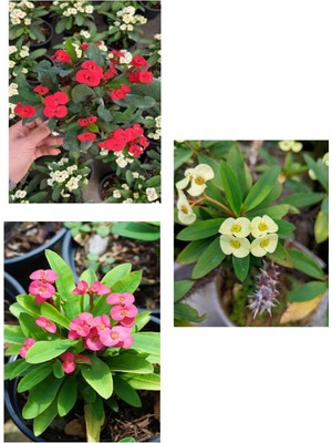 Odea Nura Botanik Euphorbia Milli Dikenler Tacı, 3 Adet Saksılı, 10-20 Cm, Sarı Kırmızı Pembe