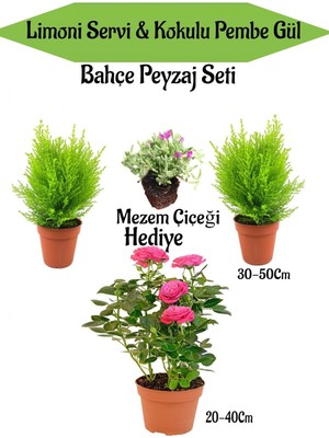 Odea Bitkim Sende Bahçe Seti, 2 Adet Limon Servi Çamı, 1 Adet Pembe Gül, Hediye Mezem Çiçeği