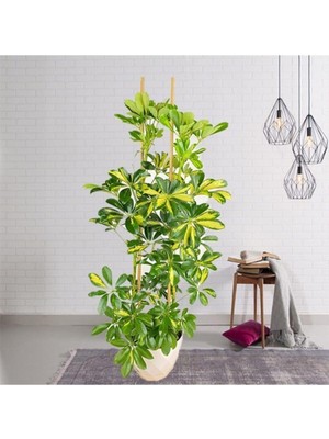 Odea Şeflera Çiçeği 2'li Xl 100CM Dekoratif Saksılı