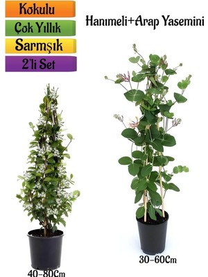 Odea Serada Decor & Plant Mis Kokulu Arap Yasemin + Kokulu Hanımeli Çiçeği Fidanı 2'li Bahçe Peyzaj Seti