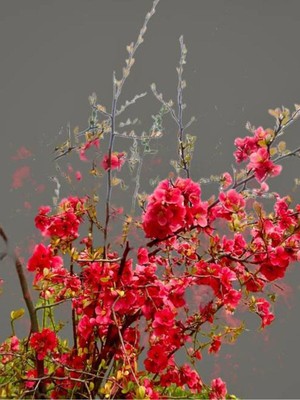 Odea Serada Decor & Plant Bahar Dalı Ağacı Fidanı, 40-80 Cm, Tüplü Dış Mekan Ağaç Süs Bitkisi, Japon Ayvası, Kırmızı