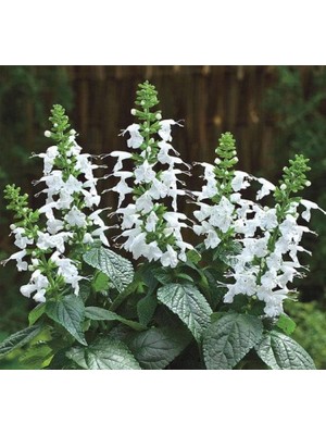 Odea Megcito Beyaz Ateş Çiçeği - Salvia F1 Tohumu (30 Tohum)