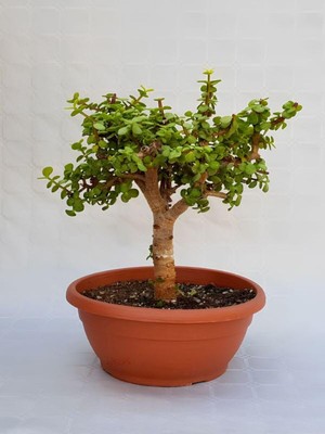 Odea Bitkim Sende Yeşim Çiçeği (Portulacaria Afra), 15-30 Cm, Iç Mekan Ofis Bitkisi