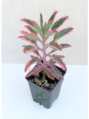 Odea Nura Botanik Pembe Aşkın Gözyaşı Çiçeği, Kalanchoe Daigremontiana, 10-15 cm