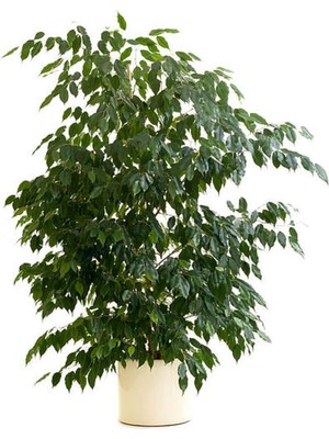 Odea Nura Botanik Benjamin Çiçeği Fidanı, 50-70 Cm, Saksılı, Ficus Benjamina