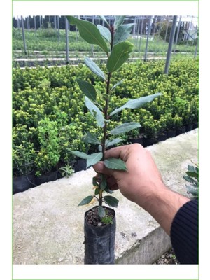 Odea Gardenbox Defne Fidanı Bitkisi, 40-60 Cm, Çiçekli Bodur Bitki